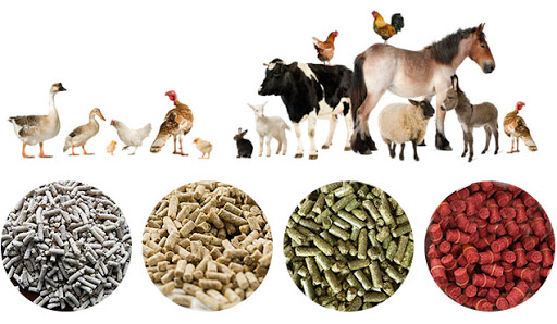 Top Animal Feed Manufactures, Supplier, Producer and Companies