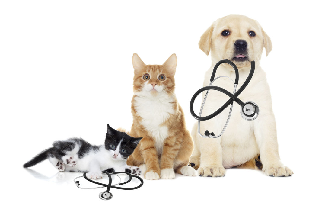 Top Indian Veterinary Medicine Companies and Manufacturers