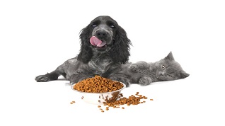 Top 5 Pet Food Companies in the World 2022